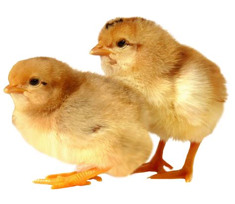 Baby Chicks Transparent Background Image