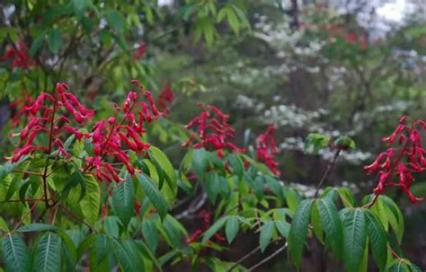 8 Beautiful Red Flowering Trees In Florida Grow Or Admire
