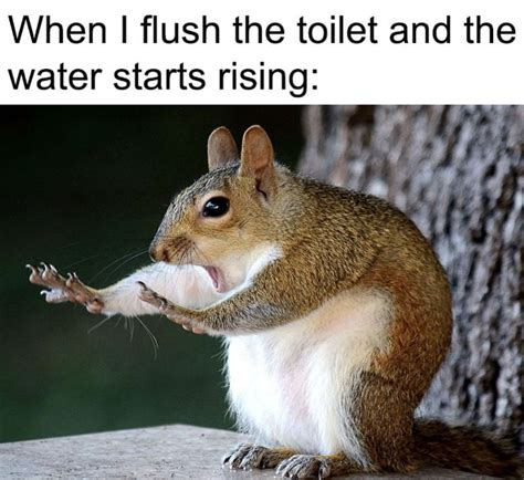 When I Flush The Toilet And The Water Starts Rising Squirrel Meme Shut Up And Take My Money