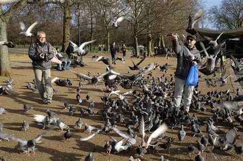 Feeding Birds In Hyde Parklondon Editorial Stock Image