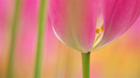 🔥 Free Download Soft Pink Tulips Hd Desktop Wallpaper Widescreen High