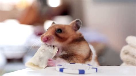 Viral Video Of The Day Hamsters Eating Tiny Burritos