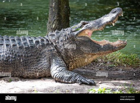 Large Alligator Alligator Mississippiensis Sunning With Mouth Open At
