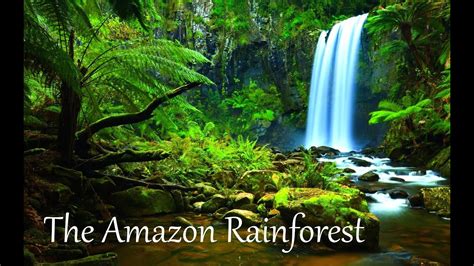 Hot, wet, and home to millions. The Amazon Rainforest Facts (HD) - YouTube