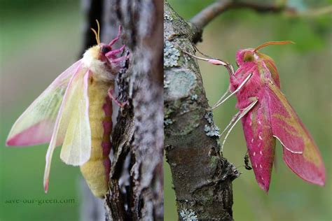Rosy Maple Moth Save Our Green