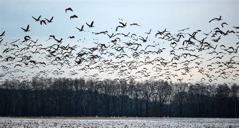 Predicting 50000 Years Of Bird Migrations