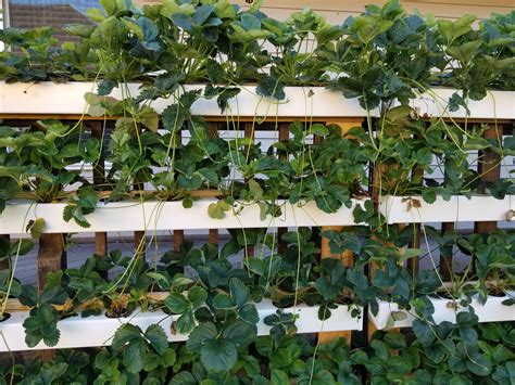 Hydroponic strawberry wall growing well, but putting out so many ...