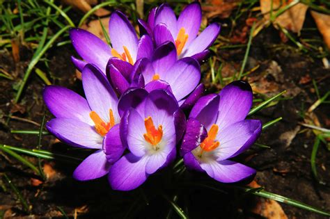 무료 이미지 햇빛 자 꽃잎 봄 색깔 식물학 화려한 닫기 플로라 야생화 꽃들 크로커스 만개 매크로 사진