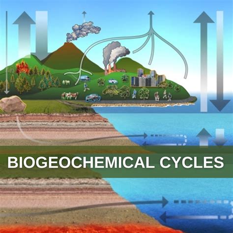 What Is Biogeochemical Cycle