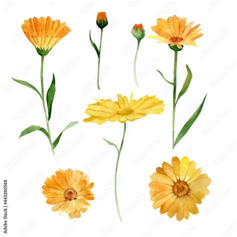 Calendula Botanical Drawing