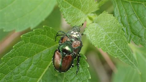 There Is Hope In The Battle Against Japanese Beetles In Colorado