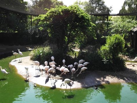Gardens Picture Of Bristol Zoo Gardens Tripadvisor