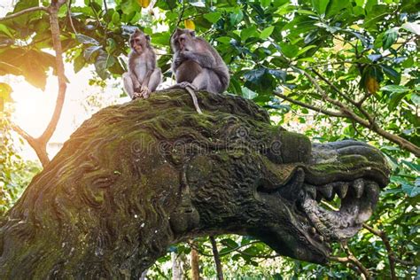 Monkeys Are Sitting On Dragon Statue In Ubud Monkey Forest Bali Stock