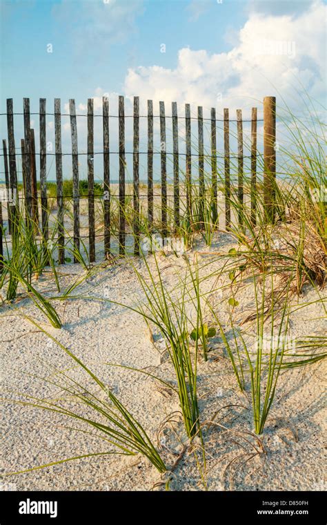 A Sand Dune With Sea Grass Along A Sand Fence On The Beach Stock Photo