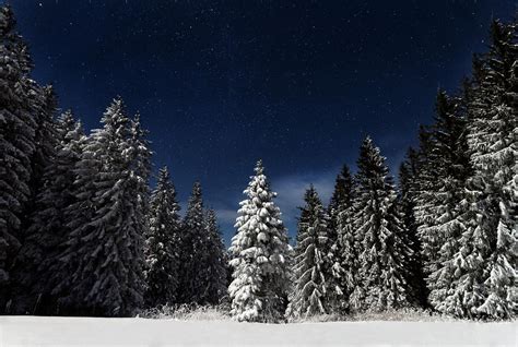 Free Images Starry Night Pine Trees