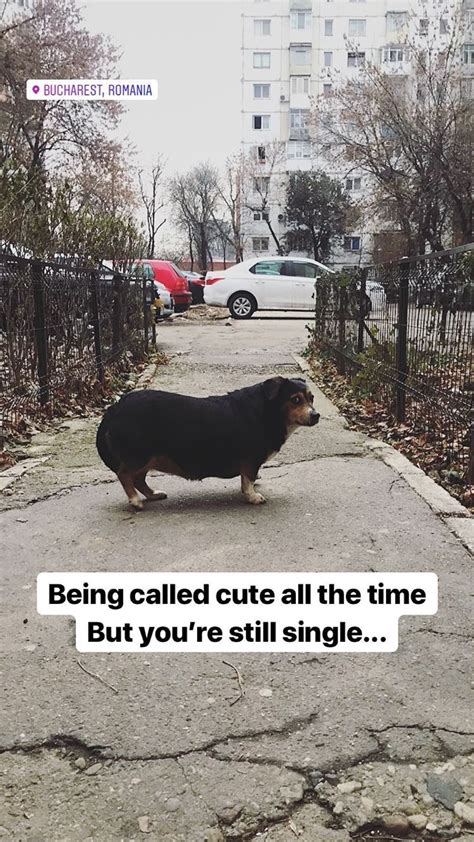 Well perhaps they could use a little weight hehe. The best dog meme memes :) Memedroid
