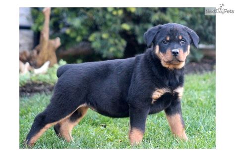 Homemade dog food for my rottweiler. Meet Kimmy a cute Rottweiler puppy for sale for $550 ...