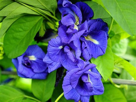 Bountiful blue benefits of butterfly pea tea. Thai Double Blue Butterfly Pea in 2020 (With images ...