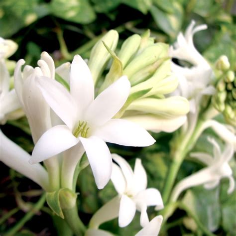 This dreamy scent begins with top notes of gardenia and lemon peel as it gives way to a … Gardenia Tuberose Fragrance Oil - CandleScience