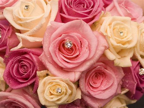 50 Most Beautiful Rose Flowers Wallpapers On