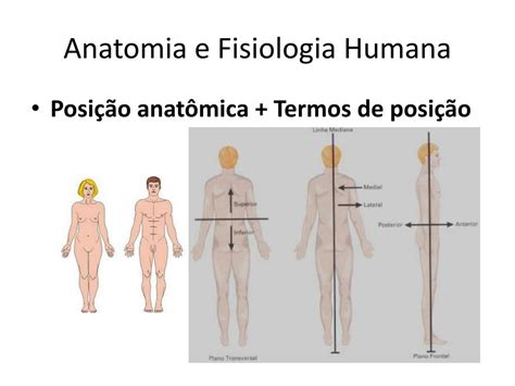 O Que A Posi O Anat Mica Sololearn