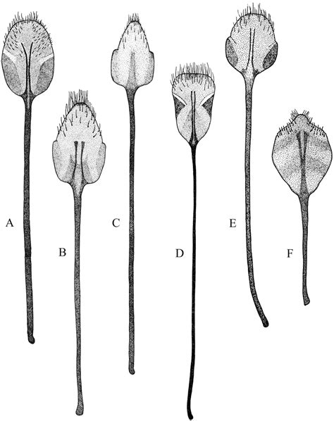 Female Terminalia Sternite Viii A Naupactus Rivulosus Suboval