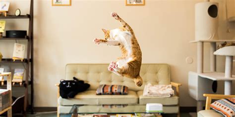 10 Photos Of Fabulous Jumping Cats