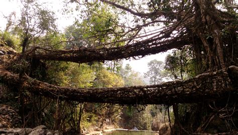 Double Decker Living Root Bridge Amazing North East India