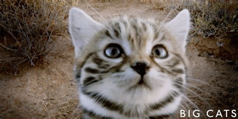 Why The Adorable Black Footed Cat Is The Deadliest Feline