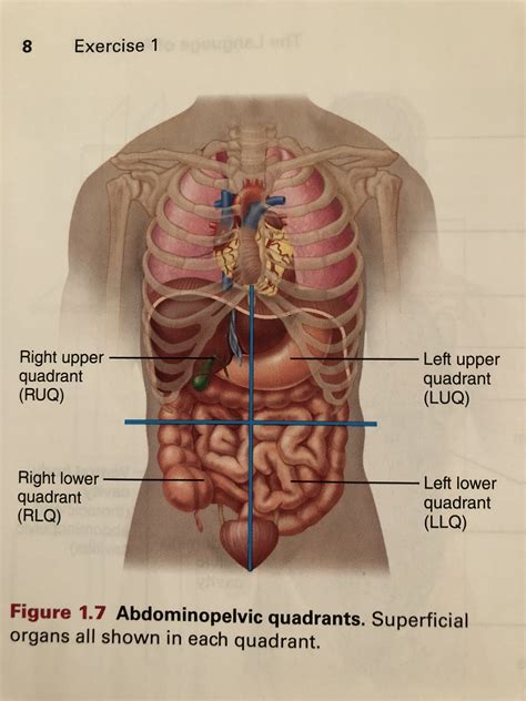 Anatomy Four Quadrants Of The Body Abdominopelvic Regions And Images And Photos Finder