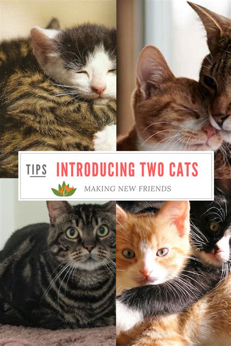 Introducing Two Cats To Each Other Here S What You Should Do To Make