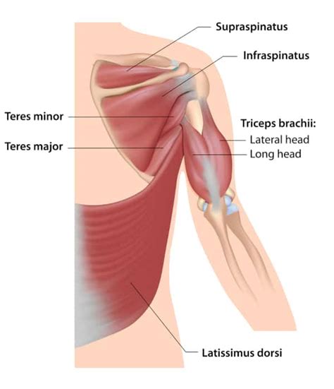 Top 8 Teres Major And Teres Minor Exercises