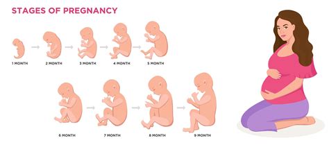 Human Embryo Genesis By Weeks Vector Cartoon Illustration Stock