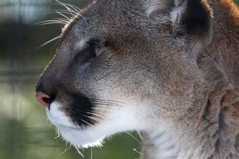 Cougar Head Stock Image Image Of Portrait Wild Nature 11208709