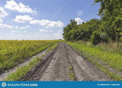 Summer Dirt Road Between Fields Of Agricultural Crops And Woodlands