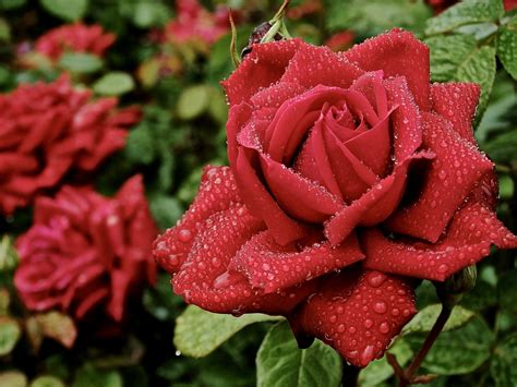 Imágenes De Las Rosas Más Hermosas Imagui