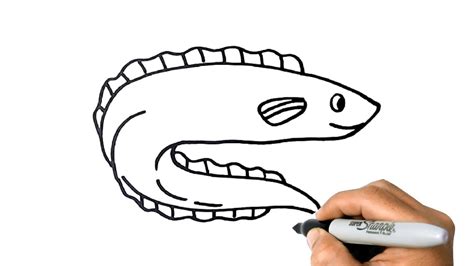How To Draw An Eel Easy Step By Step Youtube