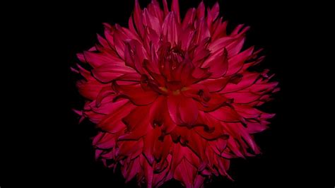 2560x1440 Resolution Dahlia Flower Bud 1440p Resolution Wallpaper