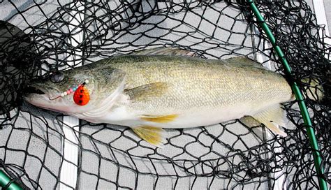 Lake Eries Central Basin Walleye Hatch Largest In 20 Years Yellow