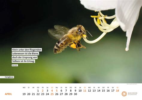 Dalam desain kalender tahun depan kami sudah menyiapkan template desain yang lengkap dengan hari libur nasional, sehingga akan mempermudah merencakan suatu kegiatan. Kalender 2021 - Der Kreuzgang als Biotop (Verkauf ab 1 ...