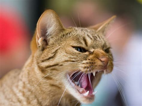 Understanding Cat Language What Is Your Cat Trying To Tell You