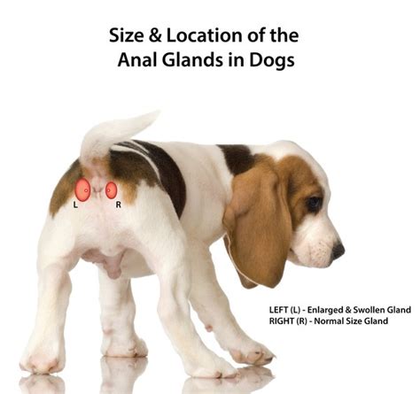 How To Express Your Dogs Anal Glands At Home Veterinary Secrets Blog
