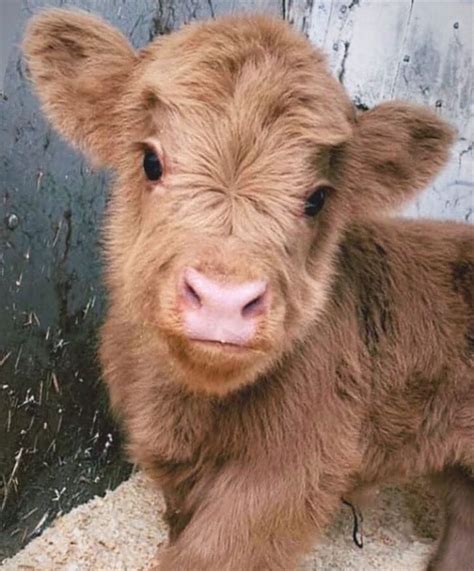Pin By Tera Breeanna On Lil Babies In 2020 With Images Fluffy Cows