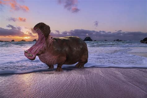 Yawning Coastal Hippo Hello Digital Art By Betsy Knapp