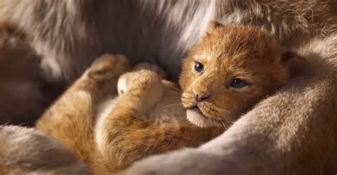 Le Roi Lion Découvrez Viiiite Le Trailer Du Film En Salles Le 19