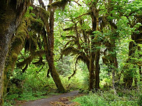 45 Hoh Rainforest Wallpaper Wallpapersafari