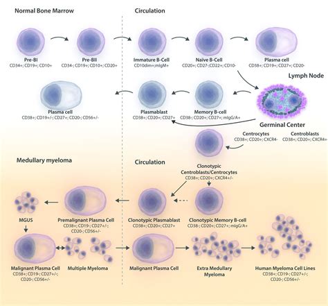 The Myeloma Stem Cell Concept Revisited From Phenomenology To Operational Terms Haematologica