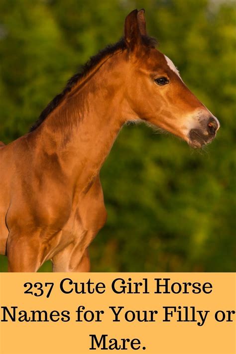 237 Cute Girl Horse Names For Your Filly Or Mare Horse Names Horse