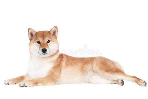Shiba Inu Dog On White Background Royalty Free Stock Photo Image