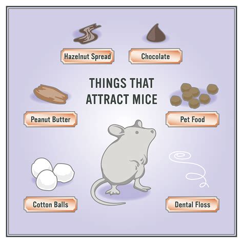 How To Get Rid Of Mice In 5 Easy Steps